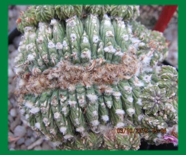 Aztekium ritterii cristata - 20 years old.jpg Aztekium ritterii cristata - 20 years old.jpg